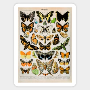 Papillon III Vintage French Butterfly & Moth Chart by Adolphe Millot Sticker